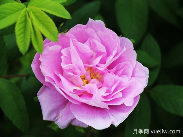 泰莉莎布基特月季/泰莱丝布涅(图1)