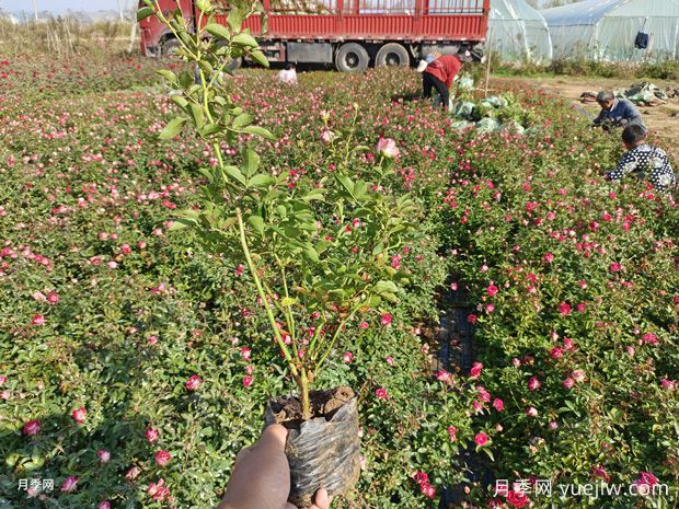 精品红宝石冰盆栽月季杯苗价格(图2)