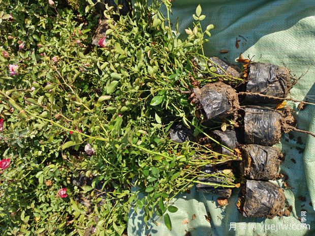 精品红宝石冰盆栽月季杯苗价格(图3)