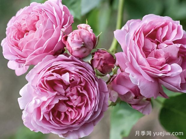 路易欧迪月季/路易丝欧迪(图2)