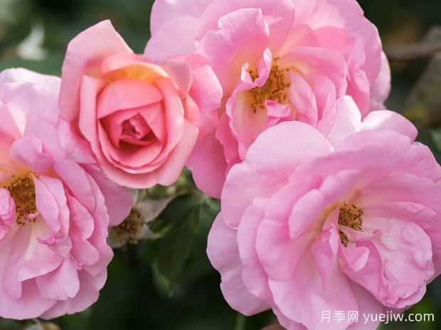 桃色绝代佳人月季的优缺点是什么？(图1)