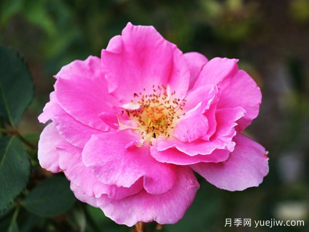 无忧美人月季/假日美景(图1)