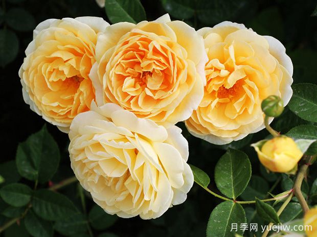 4个经典黄色月季品种多季开花，个个大奖在手(图3)
