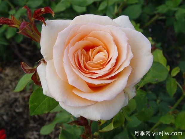 杏黄天月季/杏花蜜月季(图1)