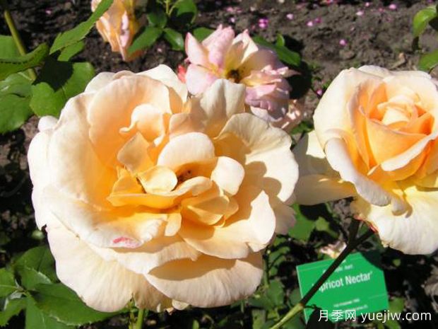 杏黄天月季/杏花蜜月季(图2)