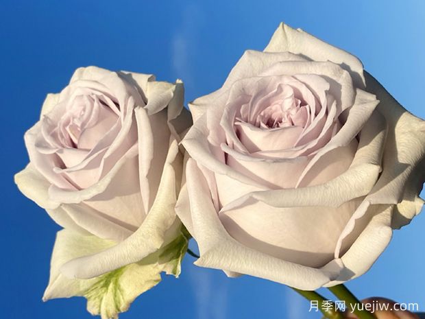 海洋之谜月季(图2)