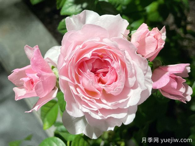 盈盈粉月季，超高颜值，国月微月巅峰，(图1)