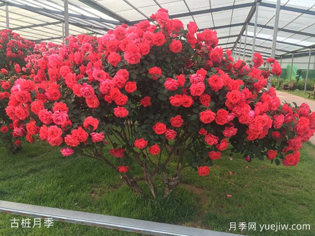 买什么月季花？月季树花色花型多样美丽极了(图4)