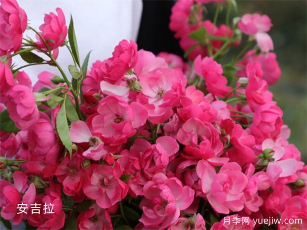 热门18款月季你拥有了几种？尤其第7种特漂亮特迷人(图1)