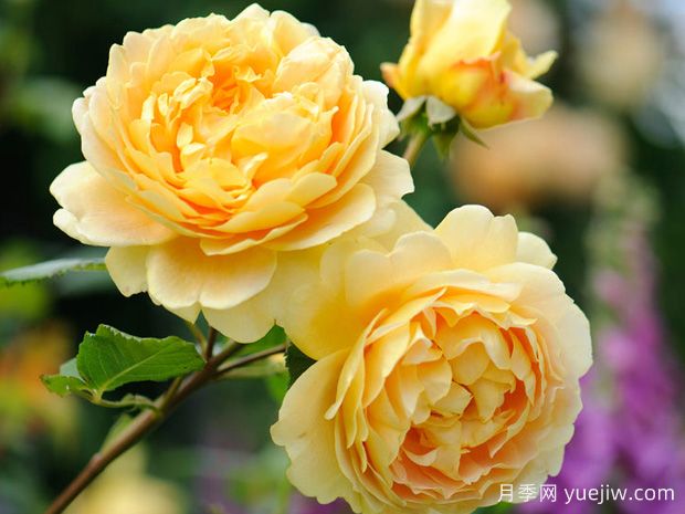 分享20款月季太美啦，花香四溢，开花量大(图1)