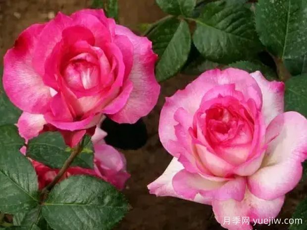 国月10款杂交香水品种介绍，听说过吗？(图1)