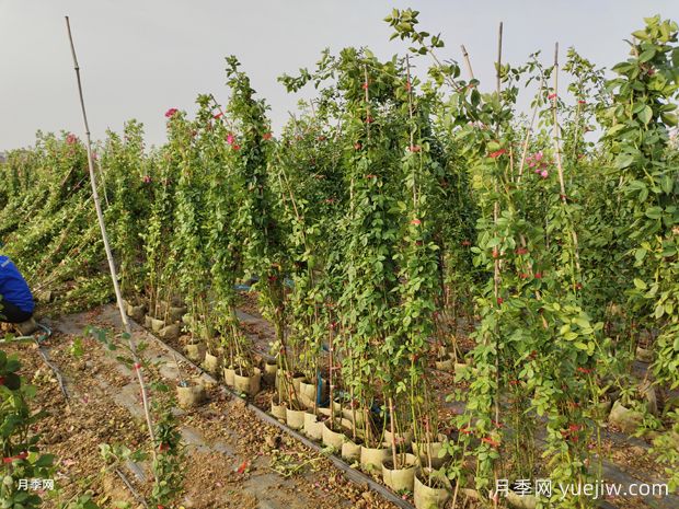 1.8米安吉拉藤本爬藤花墙月季批发价格(图1)