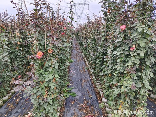 爬藤月季-大型月季种植基地-成活率高价格低(图2)