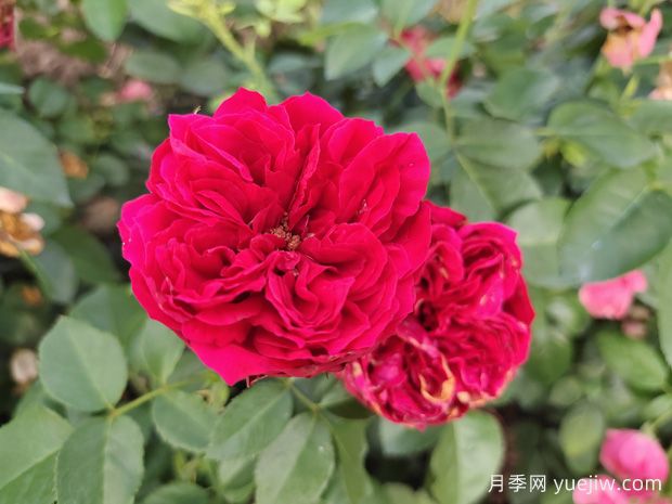 原产中国的玫瑰花(月季花)，是如何成为美国国花的？(图3)