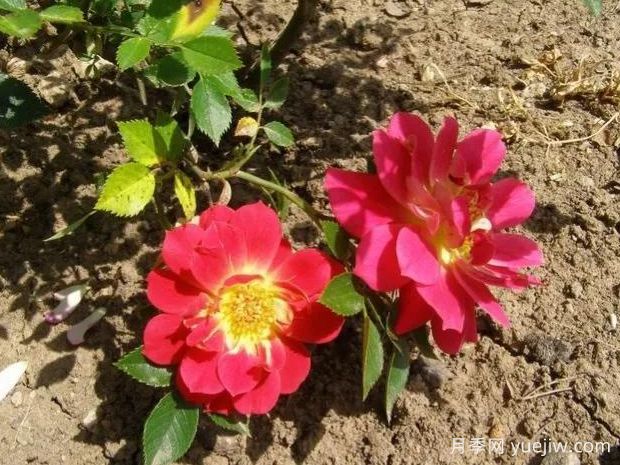 小情调月季(图1)