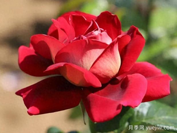 樱桃香槟月季(图1)