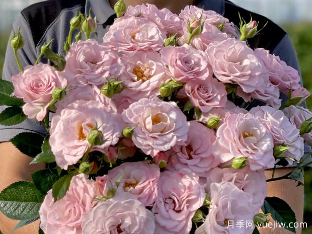 粉色纯真月季Innocentia in Pink(图1)