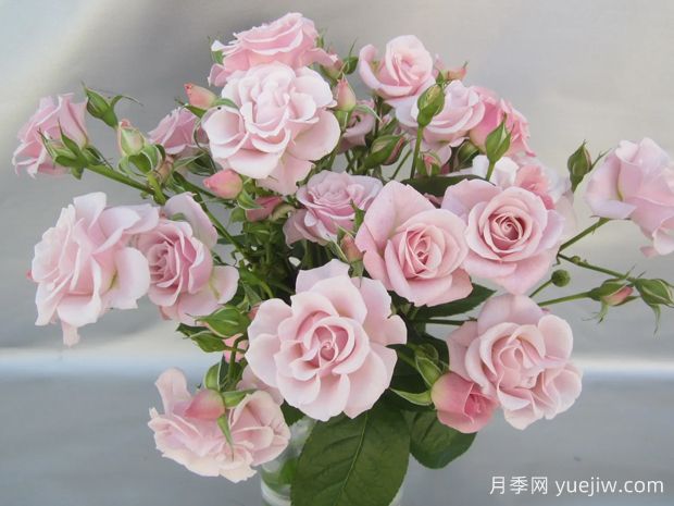 粉色纯真月季Innocentia in Pink(图2)