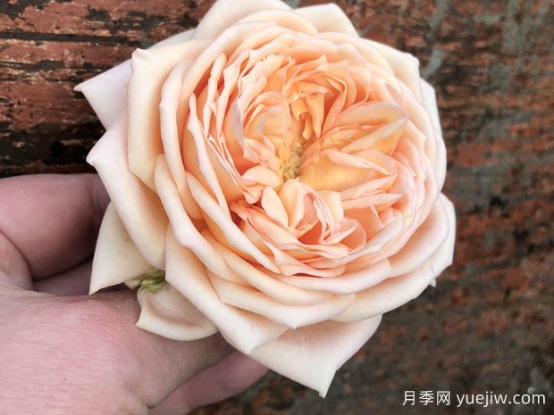 甜蜜凯特琳娜月季(图2)