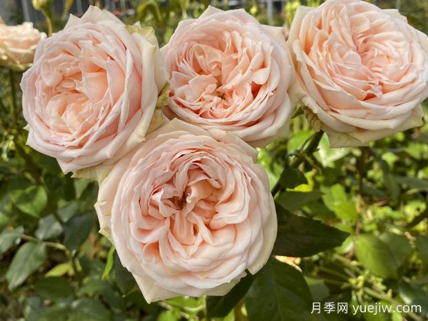 甜蜜凯特琳娜月季(图1)