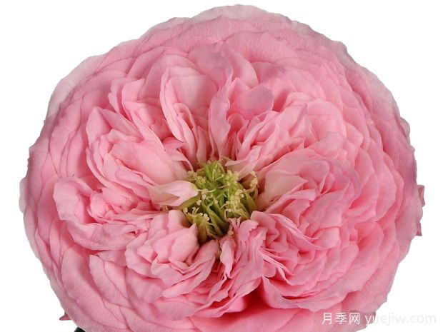 粉色曼斯菲尔德公园月季Mansfiled Pink Park(图2)