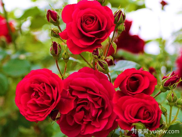 如何栽培健康又茂盛的月季花？(图1)