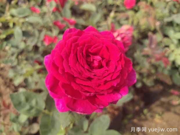 月季花有哪些观赏和药用价值？(图1)