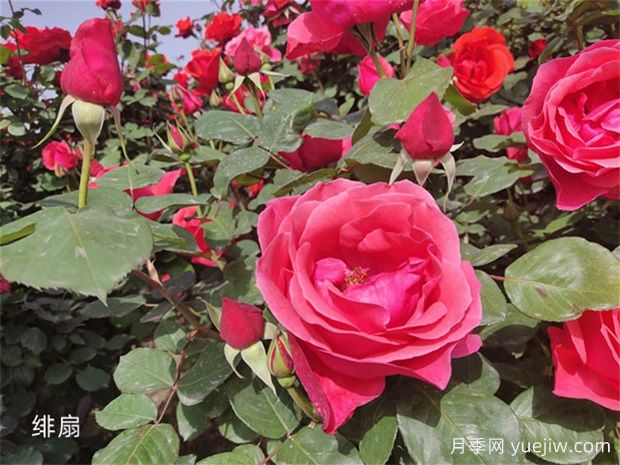 月季花开花季节有影响吗？(图1)