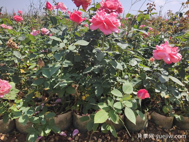 月季叶片黄化的原因、诊断和防治(图1)