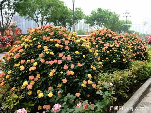 如何使用造型月季为主题打造迷人花园？(图1)