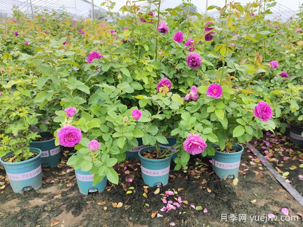 月季如何养护管理能够保证健康生长(图1)
