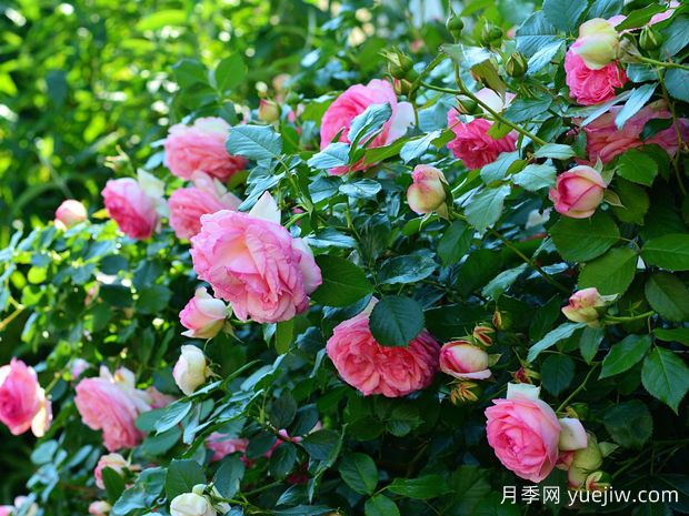 如何通过月季花来创造美丽的庭院景观？(图1)