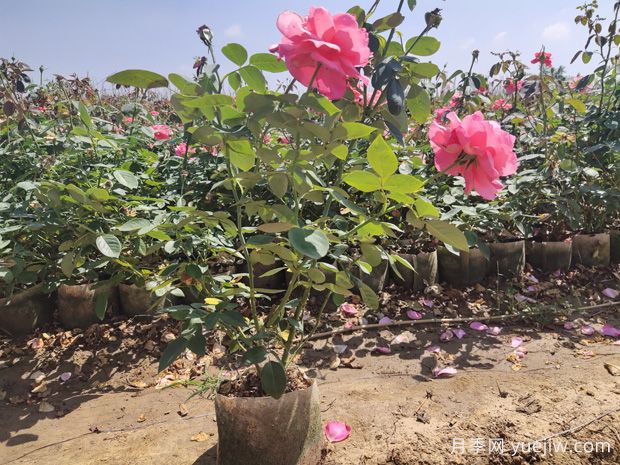想要大花月季常年开花？需避免这些养殖误区！(图1)