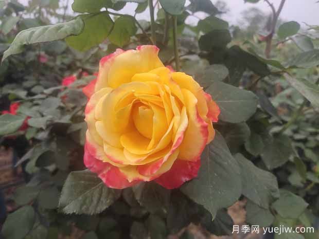 月季养护6要素，学会了轻松养爆盆！(图1)