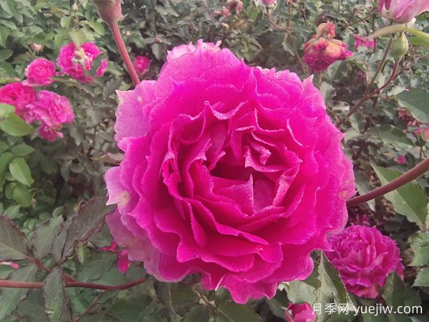 推荐20款经典微型月季，开花勤抗病好(图1)