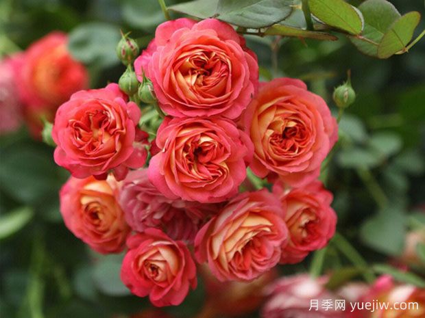 适合做月季花墙的5种藤本月季(图1)