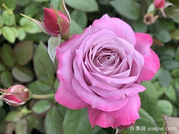 梦想家月季/织梦者(图1)