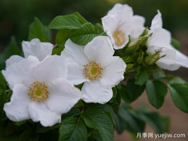 蝴蝶极光月季(图1)