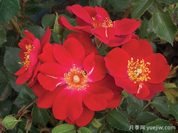 守护梅拉月季(图1)