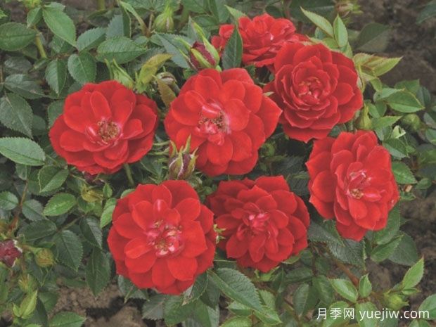 火热精灵月季(图1)