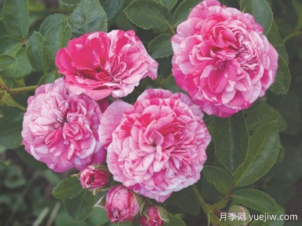 花哨精灵月季(图1)