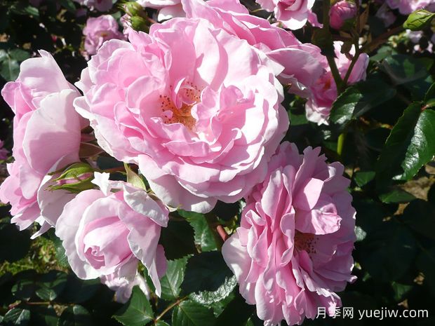 奥科萨娜月季(图3)