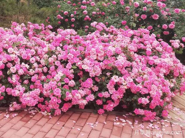 北京粉月季/粉花毯(图1)