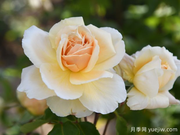 东方之珠月季(图1)