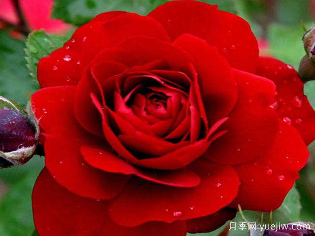 暗香月季(国月)(图1)