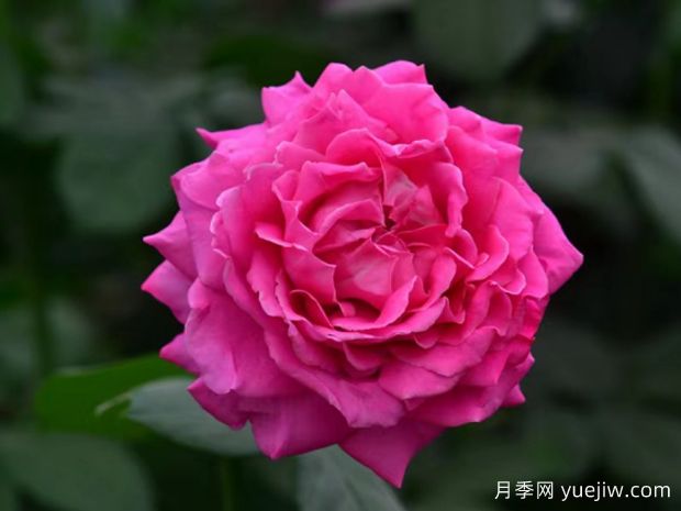 纳波湾月季(图1)