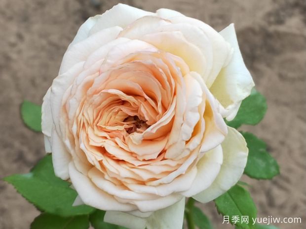 夏都之光月季(图1)