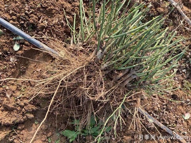 冬季南阳月季大田裸根苗全品种批发供应(图3)