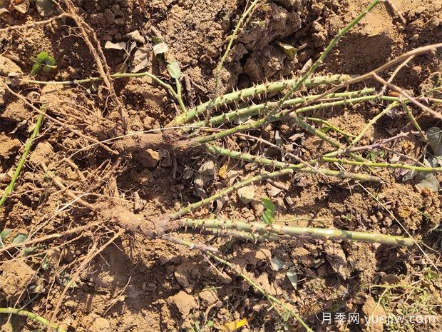 冬季南阳月季大田裸根苗全品种批发供应(图4)