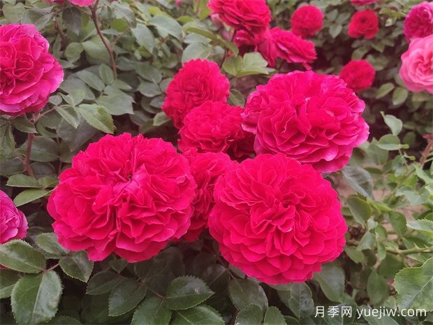 世界上最受欢迎的十种花(图1)